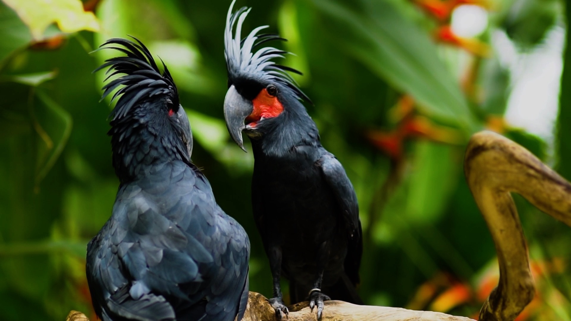 AS 1 02 Cockatoo